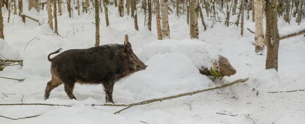 Kar ve ağaçların arka planına karşı kış ormanında yaban domuzu. avlanma kavramı. — Stok fotoğraf