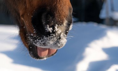 Bir atın dudakları yakın plan. Bıyık ve bıyık. At yalıyor. hayvan vücut parçaları.