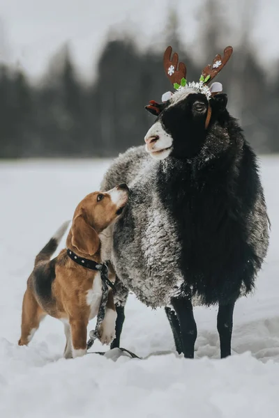 Черный баран с собакой в костюме оленя-маскарада. Новогодняя шутка. год овец, год собаки. друзья. — стоковое фото