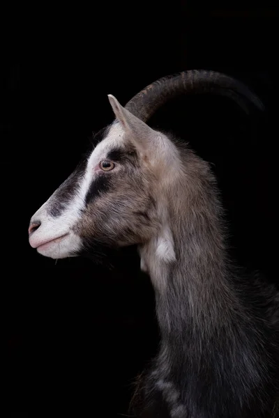 Ritratto di una capra Saanen grigia su sfondo nero. capra cornuta, foto rivista. — Foto Stock