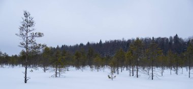 Ormandaki kış bataklığı. Küçük çamlar. Pankart. Doğa