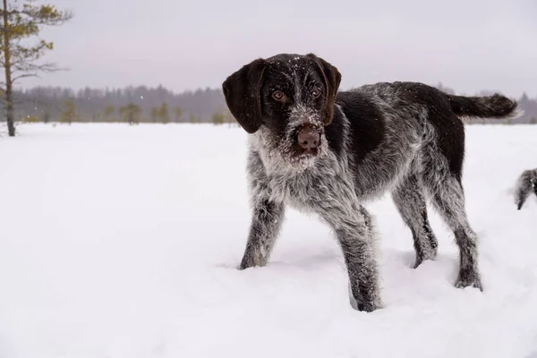 棕色的皮毛窗帘。雪地里的猎狗寻找踪迹. — 图库照片