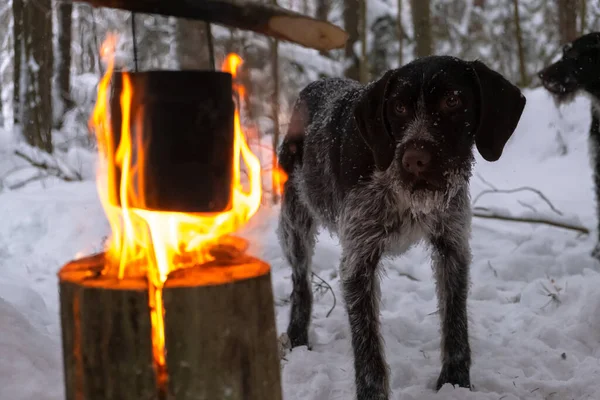 Wasserkocher wird auf Feuer erhitzt. Finnische Kerze, auf dem Hintergrund eines Jagdhundes. das Konzept der Erholung im Winter im Wald — Stockfoto