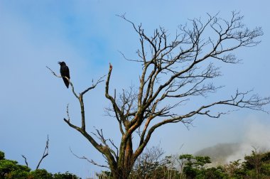 karga ayakta ağacının yaprak olmadan sopa