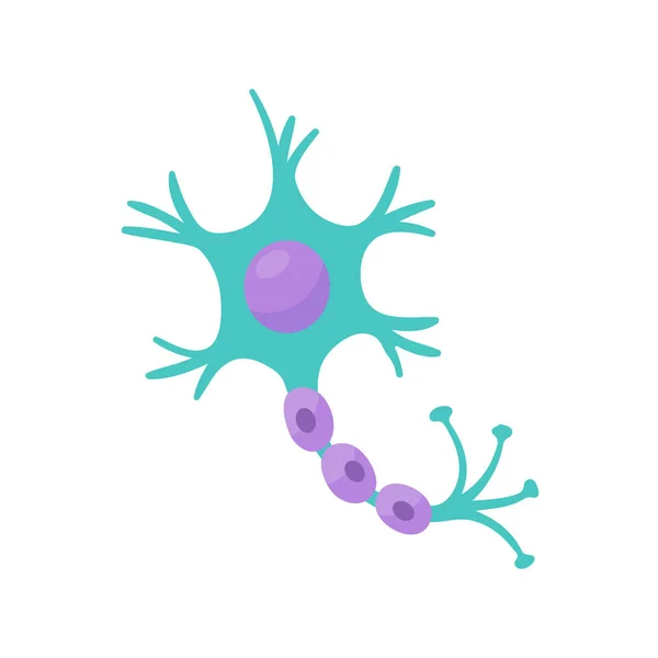 Model Lidského Senzorického Neuronu Pro Biologické Studie — Stockový vektor