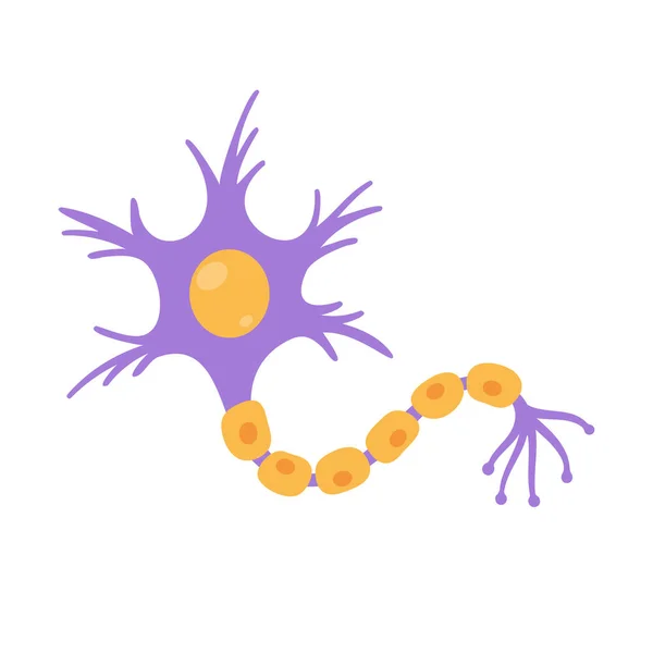 Modelo Neurona Sensorial Humana Para Estudios Biología — Archivo Imágenes Vectoriales