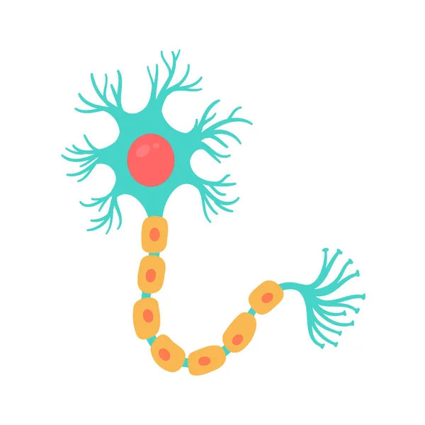 Model Lidského Senzorického Neuronu Pro Biologické Studie — Stockový vektor