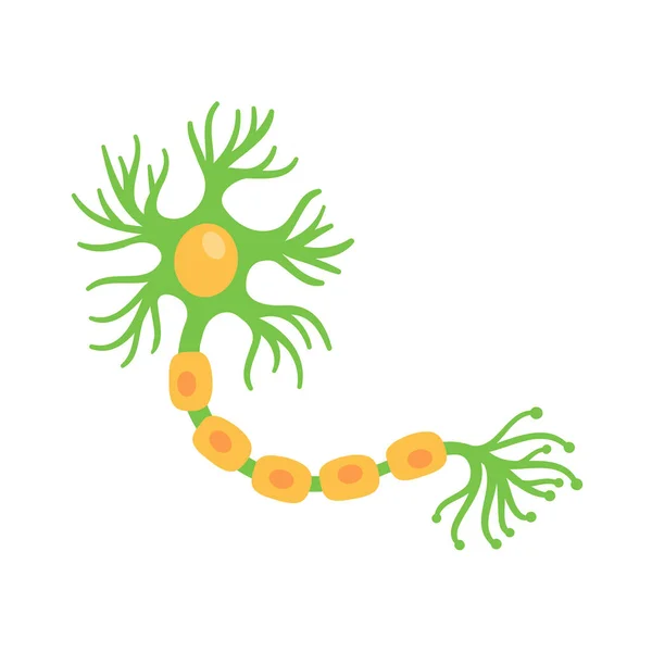 Human Sensory Neuron Model Biology Studies — Stock Vector