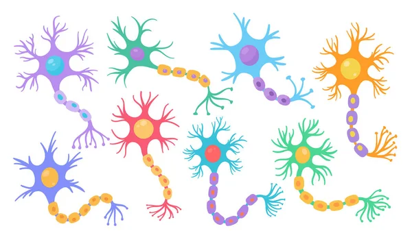 Model Lidského Senzorického Neuronu Pro Biologické Studie — Stockový vektor