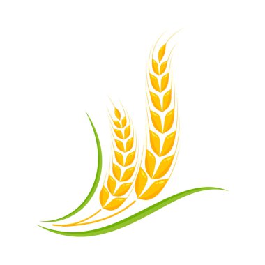 Buğday kulakları. Ekmek yapmak için tam tahıl.