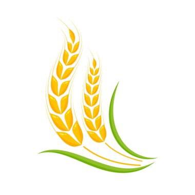 Buğday kulakları. Ekmek yapmak için tam tahıl.