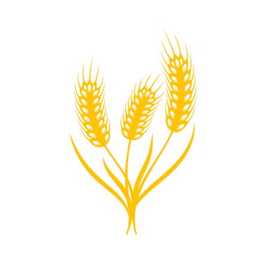 Buğday kulakları. Ekmek yapmak için tam tahıl.