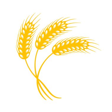 Buğday kulakları. Ekmek yapmak için tam tahıl.