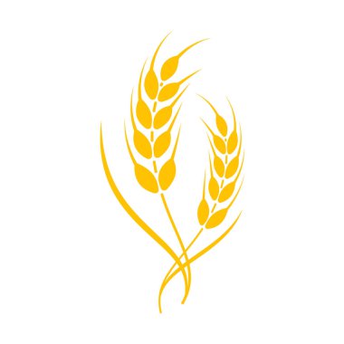 Buğday kulakları. Ekmek yapmak için tam tahıl.