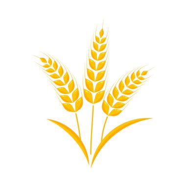 Buğday kulakları. Ekmek yapmak için tam tahıl.