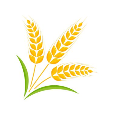 Buğday kulakları. Ekmek yapmak için tam tahıl.