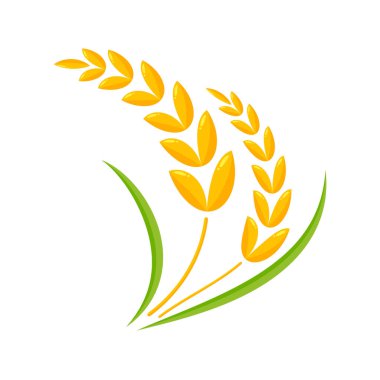 Buğday kulakları. Ekmek yapmak için tam tahıl.