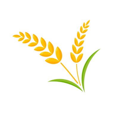 Buğday kulakları. Ekmek yapmak için tam tahıl.