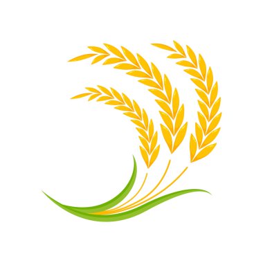 Buğday kulakları. Ekmek yapmak için tam tahıl.