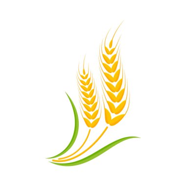 Buğday kulakları. Ekmek yapmak için tam tahıl.