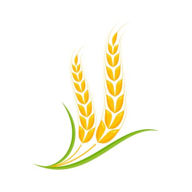 Buğday kulakları. Ekmek yapmak için tam tahıl.