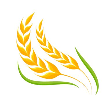 Buğday kulakları. Ekmek yapmak için tam tahıl.