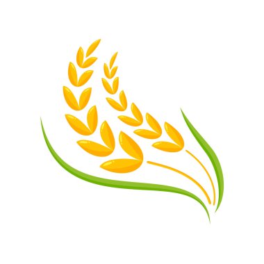 Buğday kulakları. Ekmek yapmak için tam tahıl.