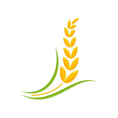 Buğday kulakları. Ekmek yapmak için tam tahıl.