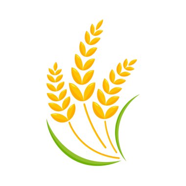 Buğday kulakları. Ekmek yapmak için tam tahıl.