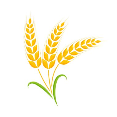 Buğday kulakları. Ekmek yapmak için tam tahıl.