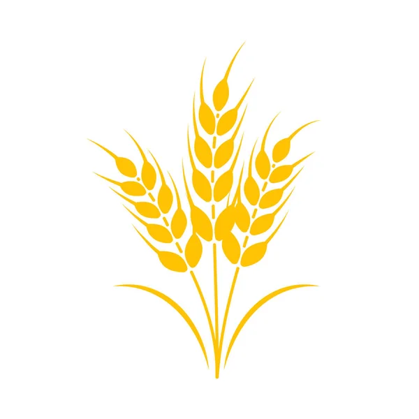 Αυτιά Σιταριού Ολόκληροι Σπόροι Για Την Παρασκευή Ψωμιού — Διανυσματικό Αρχείο