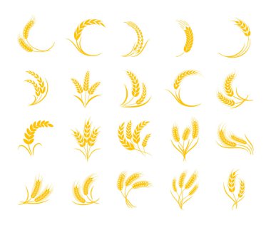 Altın buğday kulakları Kahvaltıda tam tahıl