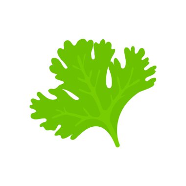 Kişniş. Sağlıklı yemek için yeşil yapraklı sebzeler.