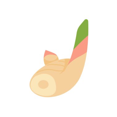 Galangal. Yemek pişirmek için vücudu besleyen bitkiler..