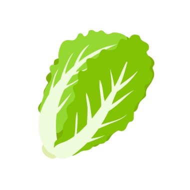 Lettuce. Green leafy vegetables for a healthy salad.