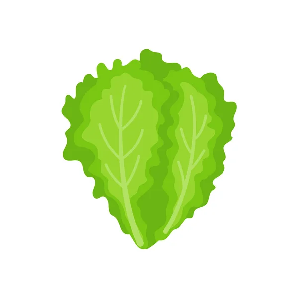 Μαρούλι Πράσινα Φυλλώδη Λαχανικά Για Μια Υγιεινή Σαλάτα — Διανυσματικό Αρχείο