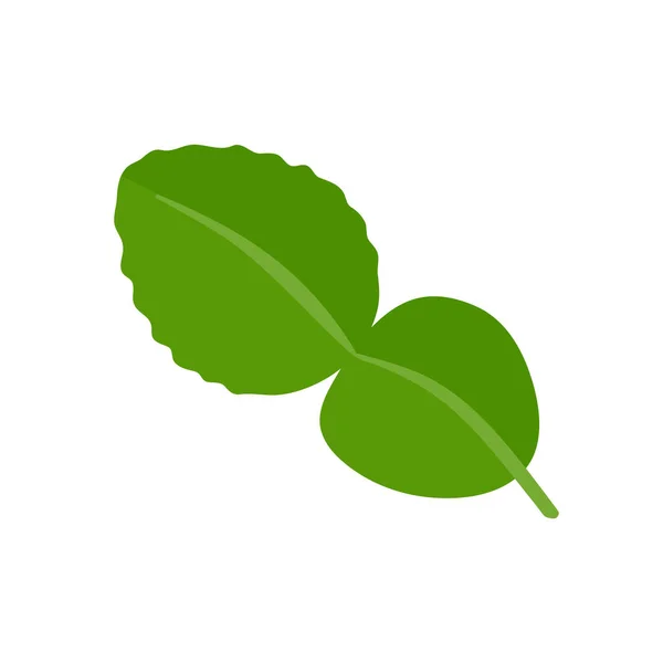 Kaffirlimoenbladeren Kruiden Voor Gezondheid Voor Het Koken — Stockvector