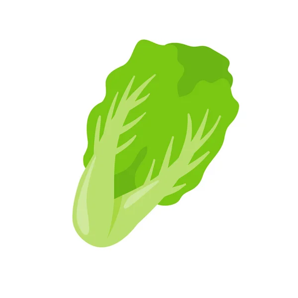 Marul Sağlıklı Bir Salata Için Yeşil Yapraklı Sebzeler — Stok Vektör