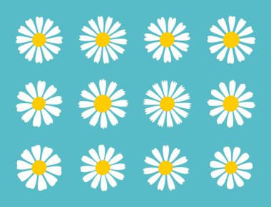 Blooming Daisy Collection. white petal daisy blooming in spring