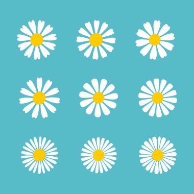 Blooming Daisy Collection. white petal daisy blooming in spring