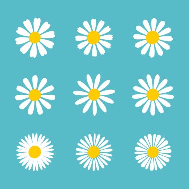 Blooming Daisy Collection. white petal daisy blooming in spring