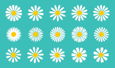 Blooming Daisy Collection. white petal daisy blooming in spring