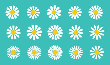Blooming Daisy Collection. white petal daisy blooming in spring