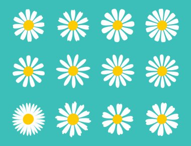 Blooming Daisy Collection. white petal daisy blooming in spring