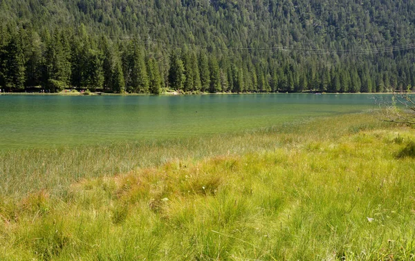 Malé Rákosí Začátku Bažinaté Části Jezera Dobbiaco — Stock fotografie