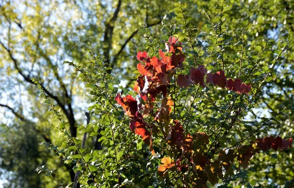 秋の初めには ブドウの葉の色が緑から赤に変わります — ストック写真