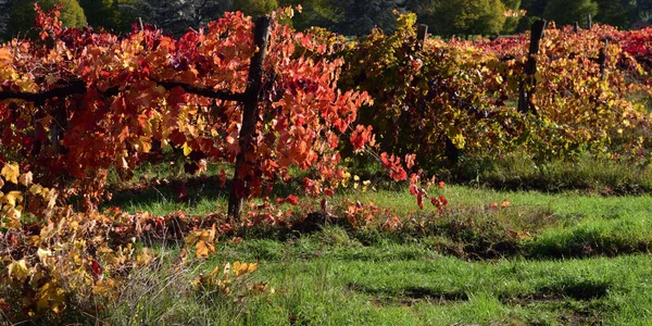 Наприкінці Осені Після Збору Врожаю Пагонах Виноградної Лози Залишаються Листя — стокове фото