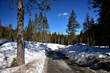 Val di Campo di Dentro 'daki ağaçlı yol, yol Tre Scarperi ve diğer tepelere gezi için başlangıç noktasına çıkıyor.