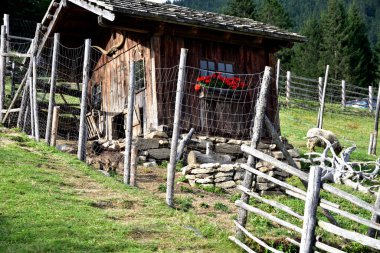 Eski olsa bile, orjinal ahşap barınak koyun ve tavuklar için mükemmel bir karşılama sunar.