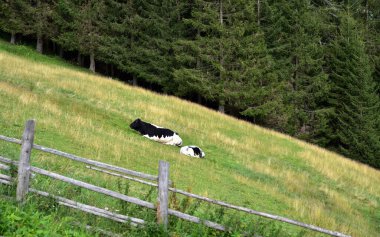 Bir çift inek muhtemelen çayırda otla yemek yedikten sonra dinleniyordur.